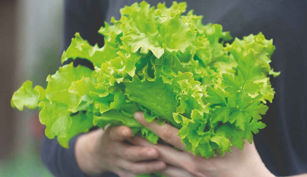 Salade verte