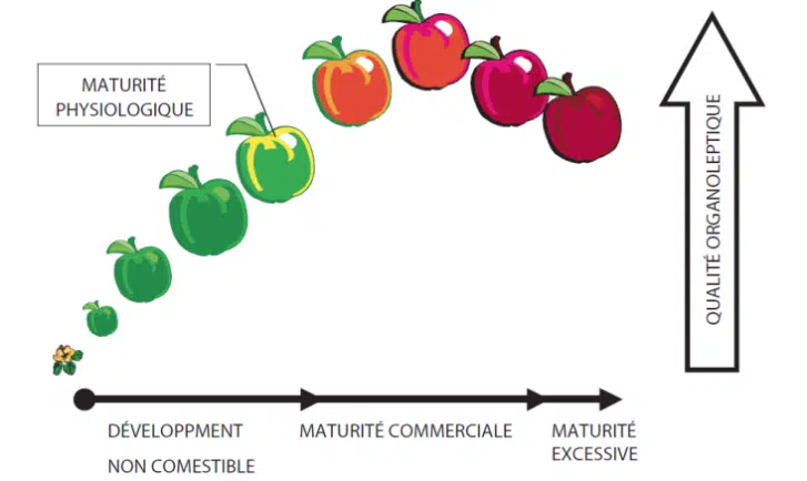 reglette-maturite-interfel